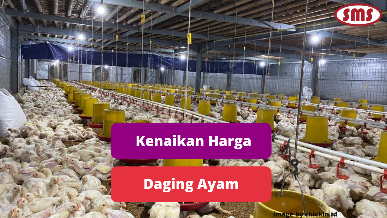 Penyebab Kenaikan Harga Ayam di Indonesia